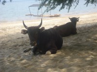 /album/dili-/dili-dez2012-56-jpg/